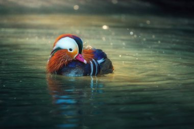 Mandarin Ördeği (Aix galericulata) bir göl üzerinde
