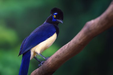 Plush-crested Jay kuşu (siyanocorax chrysops)