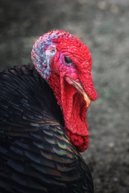 Yurtiçi Türkiye (Meleagris Dörtnala Yurtiçinde)