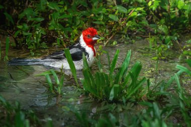 Kızıl inekli Kardinal kuş banyosu (Paroaria dominicana)