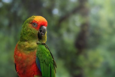 Altın kaplamalı muhabbet kuşu (Aratinga auricapillus)