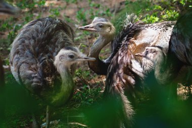 Bebek Büyük Rhea (Rhea americana)