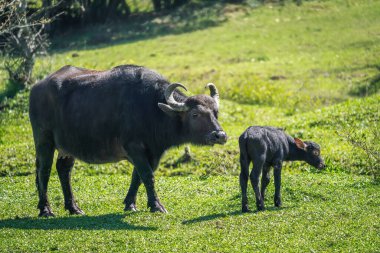 İtalyan Akdeniz Bizonu anne ve yavrusu - Su Bizonu (Bubalus bubalis))