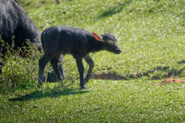 İtalyan Akdeniz Bufalosu - Su Bufalosu (Bubalus Bubalis))