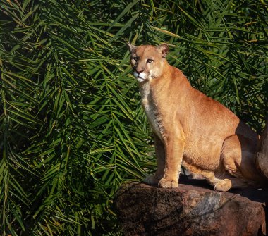 Cougar (Puma concolor) Dağ Aslanı olarak da bilinir.