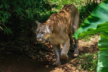Cougar (Puma concolor) Dağ Aslanı olarak da bilinir.