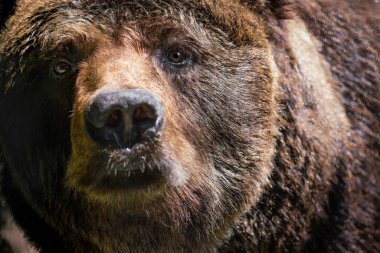 Kahverengi ayı yaklaş (Ursus arctos)