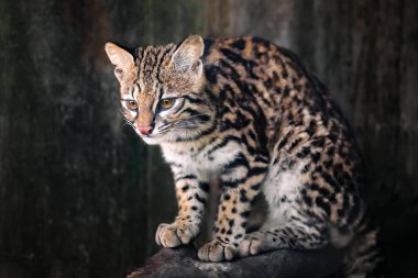 Oncilla (Leopardus tigrinus) - Orta ve Güney Amerika benekli vahşi kedi