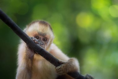 Siyah çizgili bebek Capuchin Maymun (Sapajus libidinosus))