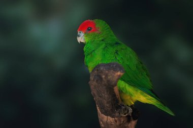 Erkek Yığılmış Papağan (Pionopsitta pileata)