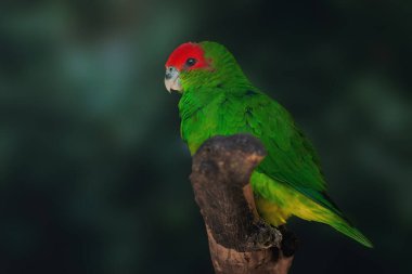 Male Pileated Parrot (Pionopsitta pileata) clipart