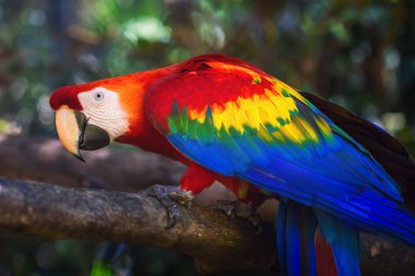 Renkli Kırmızı Macaw (Ara macao)