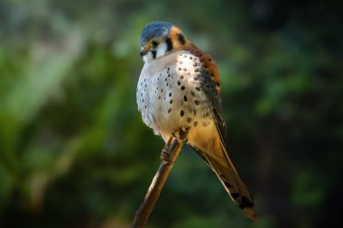 Amerikan Kerkenezi (Falco Sparverius) - Yırtıcı Kuş
