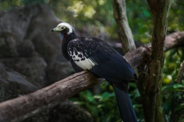 Kırmızı Boğaz Boru Guan (Pipile Cujubi)