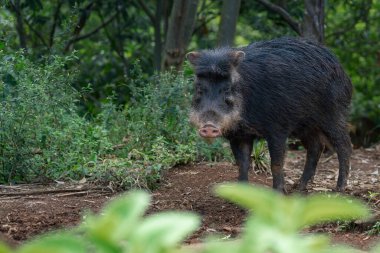 Beyaz dudaklı Peccary (Tayassu pecari) - Güney Amerika suini