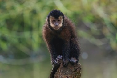 Black Capuchin Monkey (Sapajus nigritus) clipart