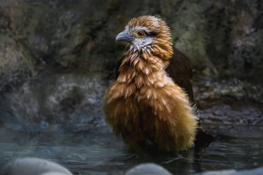 Sarı başlı Caracara banyosu (Milvago chimachima)