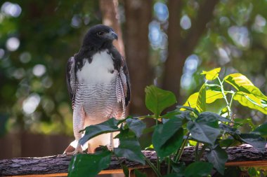 Beyaz kuyruklu Şahin (Geranoaetus albicaudatus) - Yırtıcı Kuş