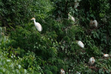 Dişi Akbalıkçıllar (Bubulcus ibis) üreme mevsimi tüyleriyle
