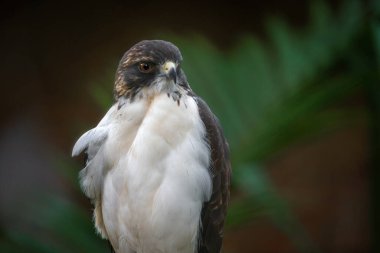 Beyaz kuyruklu Şahin (Geranoaetus albicaudatus) - Yırtıcı Kuş