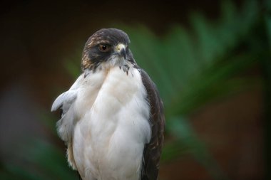 White-tailed Hawk (Geranoaetus albicaudatus) - Bird of Prey clipart
