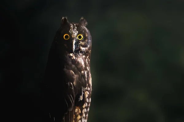 Stygian Owl Asio Stygius Nocturnal Bird — Stock Photo, Image