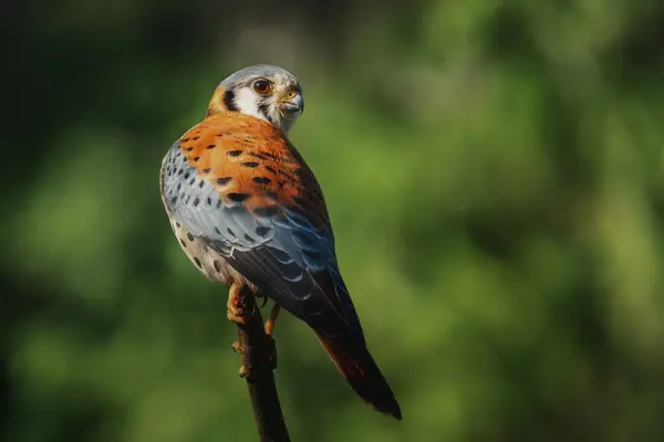 American Kestrel Falco Sparverius Bird Prey — Stock Photo, Image