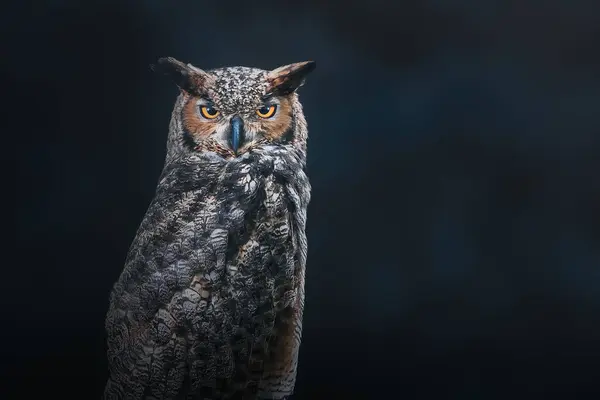 South American Great Horned Owl Bubo Virginianus Nacurutu Nocturnal Bird — Stock Photo, Image