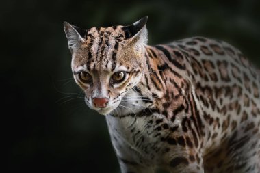 Ocelot (Leopardus pardalis) - orta büyüklükte benekli kedi