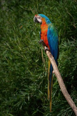 Catalina Macaw - Hybrid Macaw (Ara ararauna x Ara Macao)