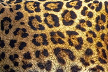 Benekli ve Güllü Jaguar Paltosu Deseni