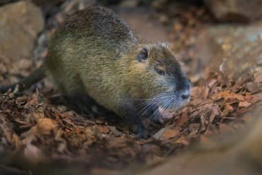 Coypu (Myocastor coypus) veya Nutria - Güney Amerika Kemirgeni