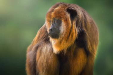Dişi Bebek Siyah Uluyan Maymun (Alouatta caraya)