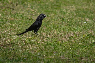 Düzgün gagalı Ani kuşu (Crotophaga ani)