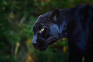 Black Jaguar (Panthera onca) - Melanistic Feline clipart