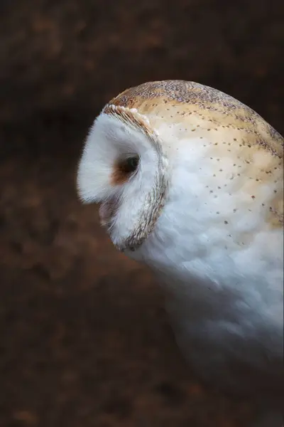 American Barn Owl Tyto Furcata — Stock Photo, Image