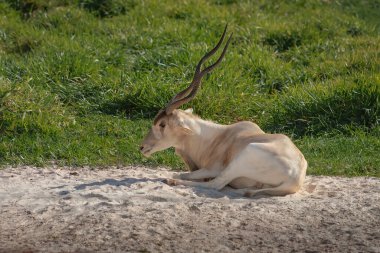 Addax Antilop (Addax nasomaculatus) - Boynuzlu Antilop