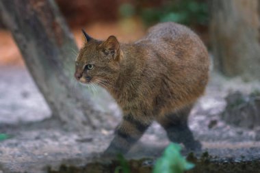 Pampas Kedisi (Leopardus Colocolo) - Güney Amerika kedisi