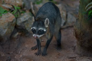Yengeç yiyen rakun (Procyon cancrivorus) veya Güney Amerika Rakunu