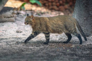Pampas Kedisi (Leopardus Colocolo) - Güney Amerika kedisi