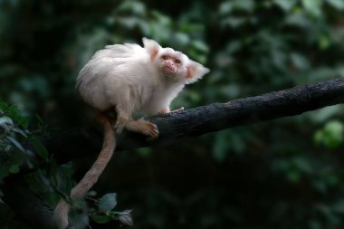 Gold-and-white Marmoset monkey (Mico chrysoleucus) clipart