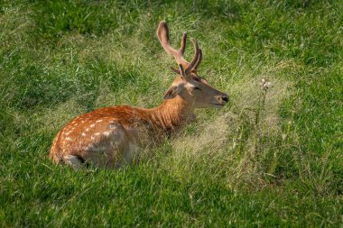 Velvet Boynuzlu Avrupa Fallow Geyiği (Dama dama)