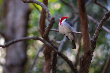 Kırmızı ibikli Kardinal kuşu (Paroaria Coronata)