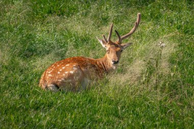 Velvet Boynuzlu Avrupa Fallow Geyiği (Dama dama)