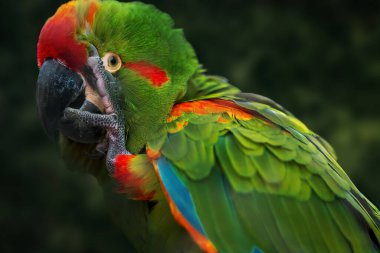 Red-fronted Macaw parrot (Ara rubrogenys) clipart