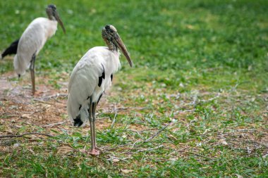 Wood Stork Kuşu (Mycteria americana)