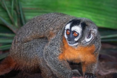 Siyah başlı Gece Maymunu (Aotus nigriceps))