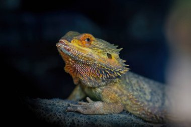 Merkezi Sakallı Ejder Kertenkelesi (Pogona vittisepsi)