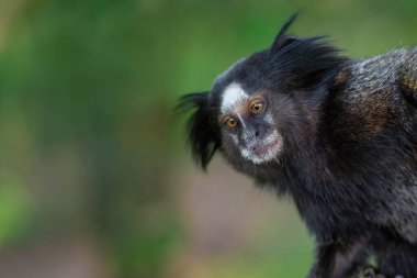 Siyah ipekli Marmoset Maymunu (Callithrix penisillata)