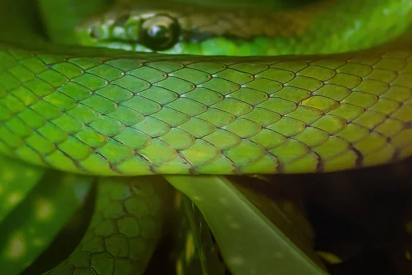 Snake Scales Texture - South American Green Racer (Philodryas olfersii)